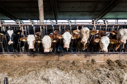 Meat producers are only required to submit written claims ensuring their products are antibiotic free. (Adobe Stock)