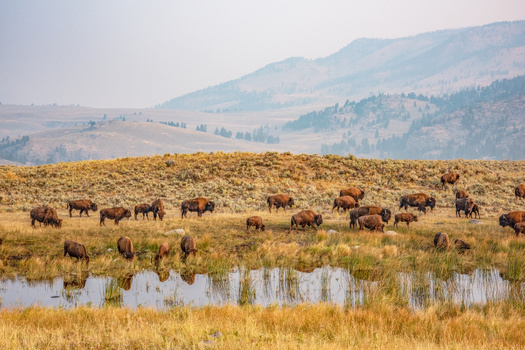 A draft of the 2024 Yellowstone National Park Bison Management Plan received comments from 27,000 people. (Adobe Stock)