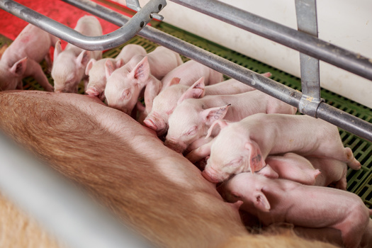 Nebraska produces nearly 8.5 million hogs a year, ranking the state the sixth-highest producer in the country, according to the U.S. Department of Agriculture. (Adobe Stock)
