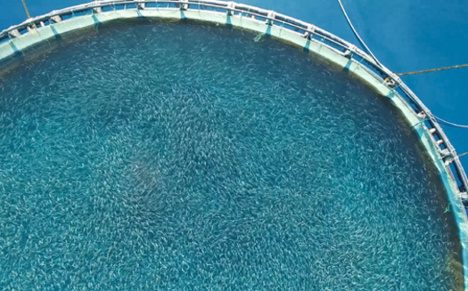 Farmed seafood products make up half of the world's seafood supply, but U.S. production lags, leading to a $16.9 billion seafood deficit in the United States in 2020, according to NOAA. (Adobe Stock) <br />