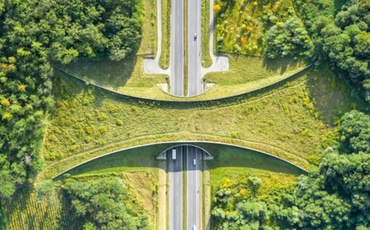 New Mexico plans to build wildlife crossing corridors across the state to keep vehicles and wildlife from intersecting each other's path. (Adobe Stock)