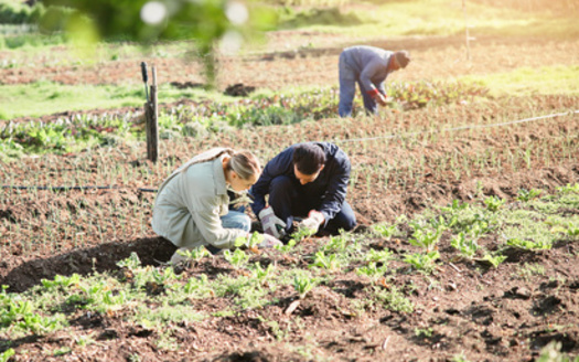 The Agriculture Enterprise Area Program, under the Farmland Preservation program, offers additional financial incentives for communities who commit to keeping land in agriculture use for a specified period. (Adobe Stock) 