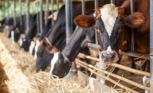 Alfalfa farms consumed a third of Colorado's entire Colorado River allocation in 2024, enough to supply the city of Denver for 38 years. (Adobe Stock)